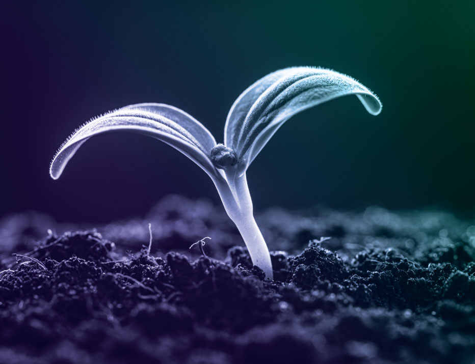 sprout