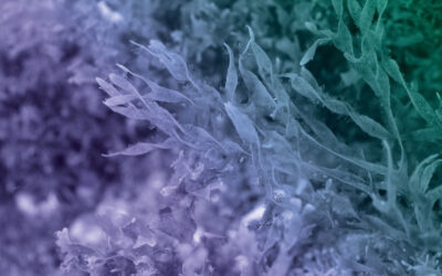 EU to Tighten Biosolutions Rules: Projected Risks and Opportunities