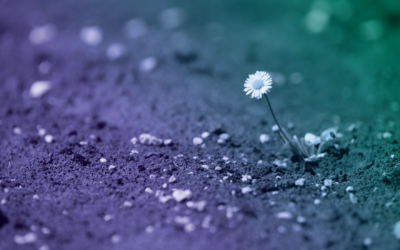 Trump Tried to Kill Offshore Wind: Here Is Why Projects Are Surviving